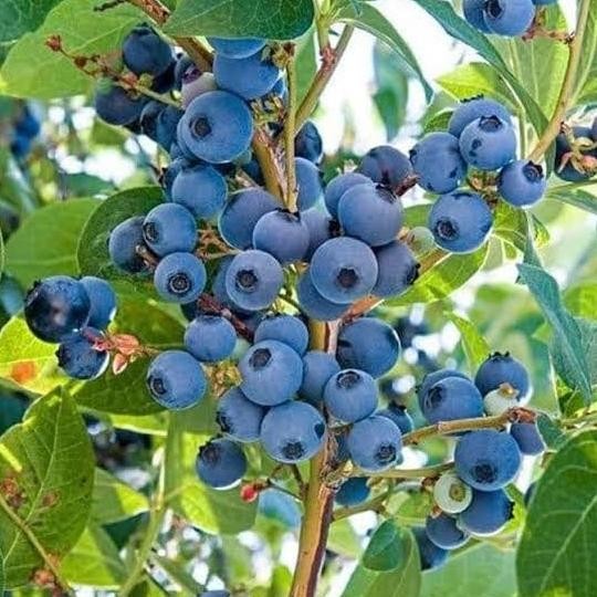 Tanaman Bibit Langka Blueberry Original