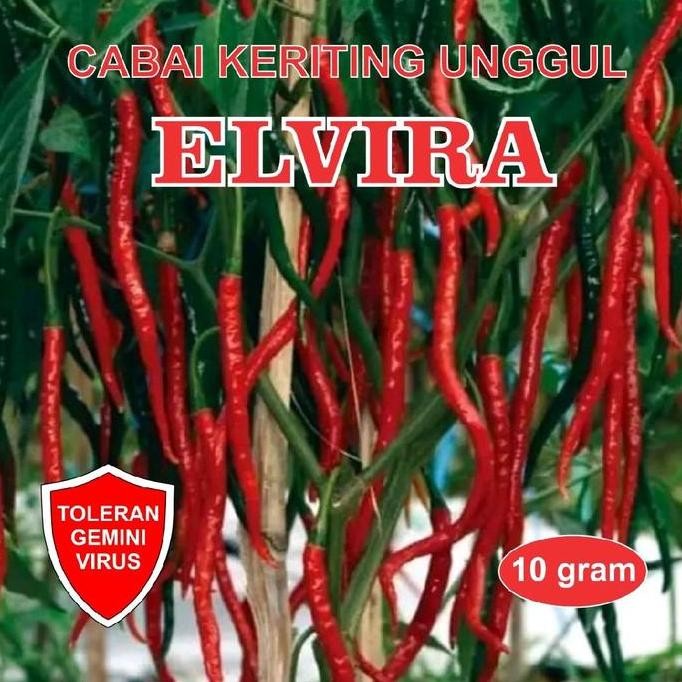 Benih Bibit Cabe Keriting Unggul JS ELVIRA 10 Gram JAYA SEED Bibit Cabai Kriting Unggul F1 Tanaman