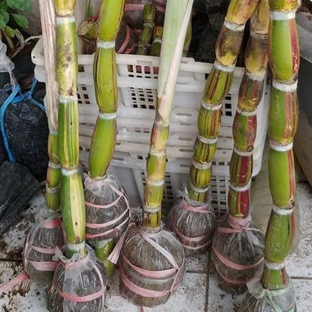 Tanaman Bibit Tebu Pelangi