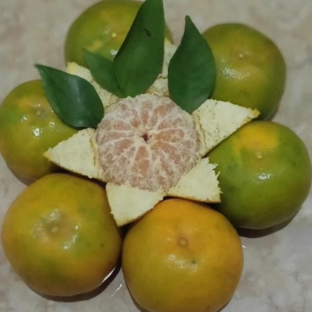 

bibit tanaman jeruk santang madu valid kondisi berbuah tinggi 1 meter