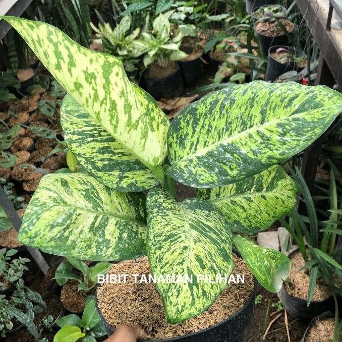 Bibit tanaman dieffenbachia reflector army batik mars difen indoor plant