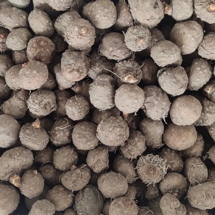 bibit tanaman porang