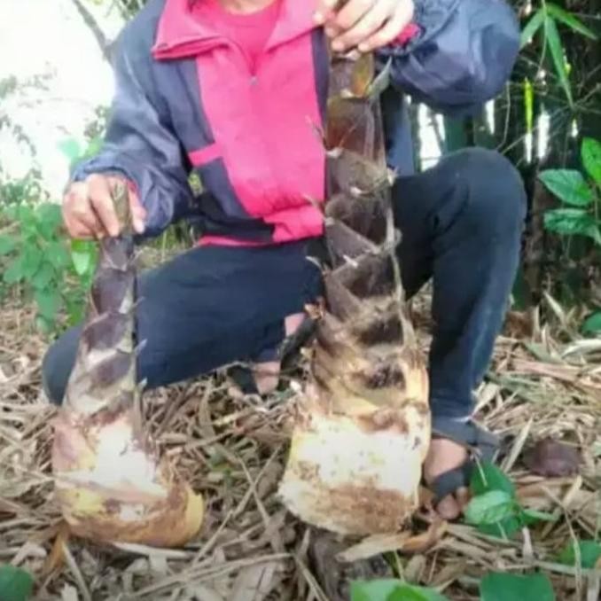 

Grosir Rebung Sayur - Rebung Bambu Petung