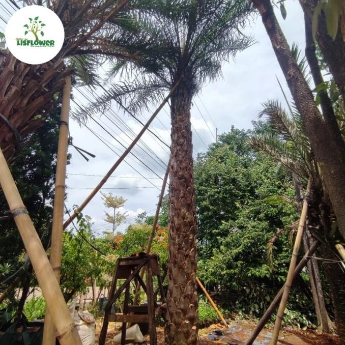 bibit tanaman pohon kenari