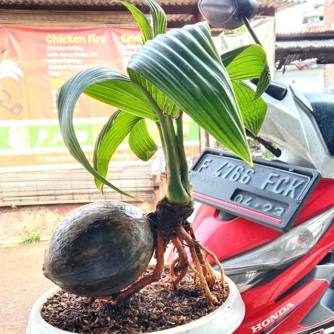 Tanaman Hias Bonsai Kelapa/ Bibit Bonsai Kelapa