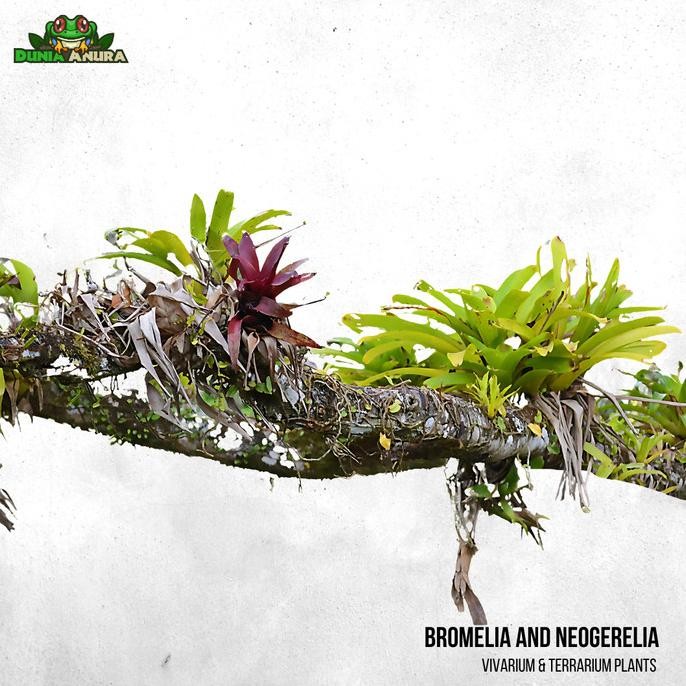 Tersedia Tanaman Vivarium Bromelia/Neogerelia