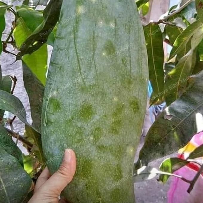 Promo / Bibit Tanaman Mangga Mahatir 1 Meter-Pohon Mangga Mahatir 1 Meter Asli Non Cod
