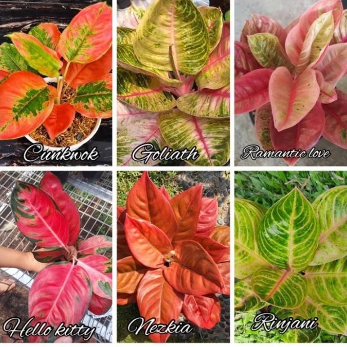 TerlarisBibit Bonggol Tanaman Hias Aglonema 6 Jenis