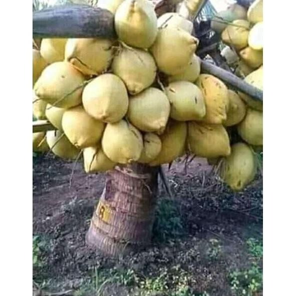 Bibit Kelapa Hibrida Kuning // Kelapa Hibrida Kuning Genjah Murah