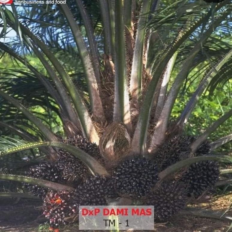 BENIH SAWIT UNGGUL DAMIMAS ORIGINAL SERTIFIKAT