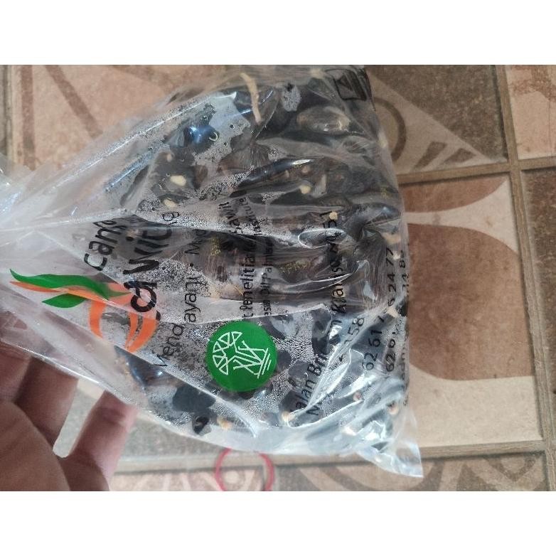 kecambah sawit asli medan isi 150 butir
