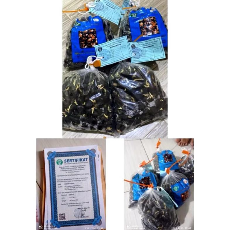 bibit benih kecambah sawit ppks