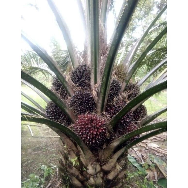 Bibit Benih Kecambah Sawit DXP PPKS MAREHAT DUMPY (250 butir)