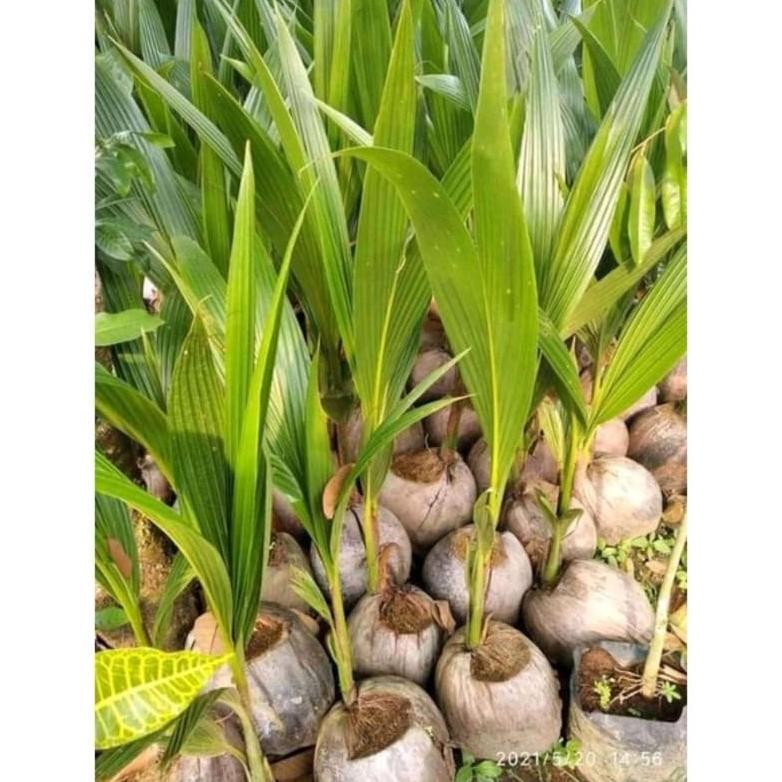 bibit kelapa hibrida // kelapa hibrida hijau super