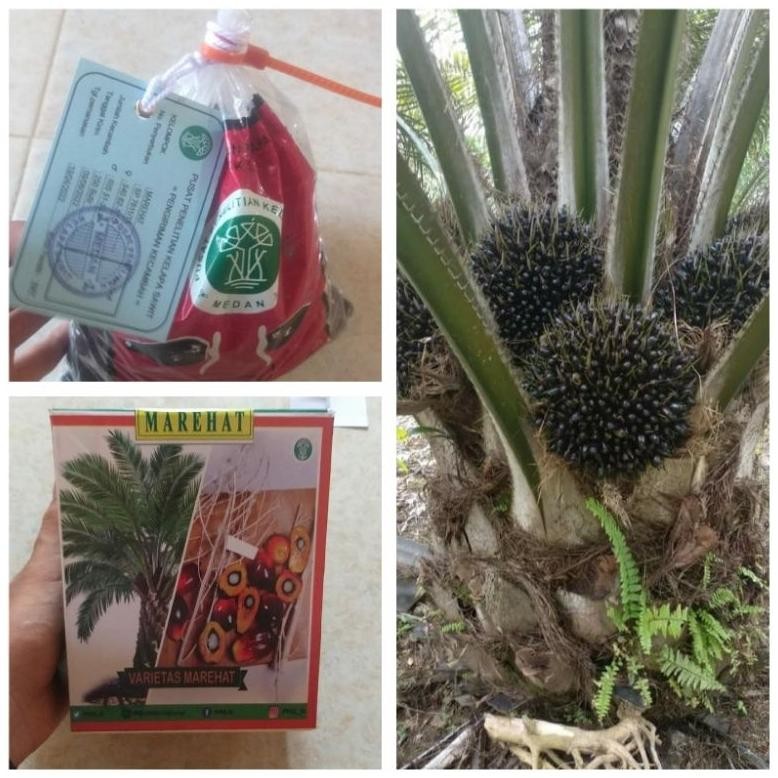 Bibit unggul kecambah sawit DXP MARIHAT