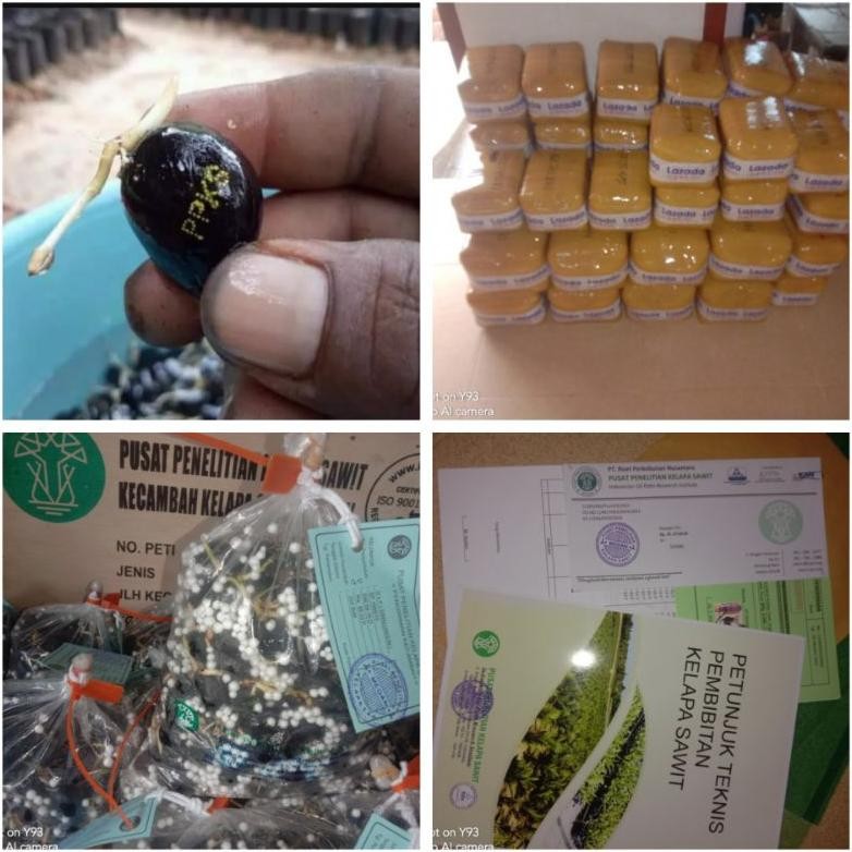 Bibit kecambah sawit Ppks dxp Simalungun