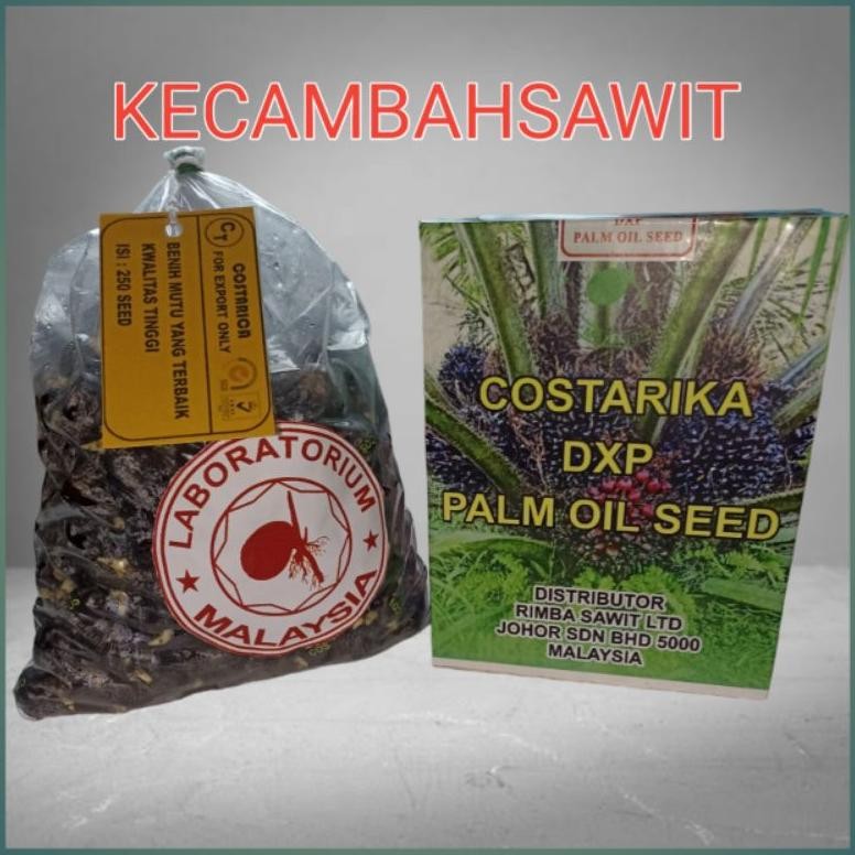 bibit kecambah kelapa sawit costarika