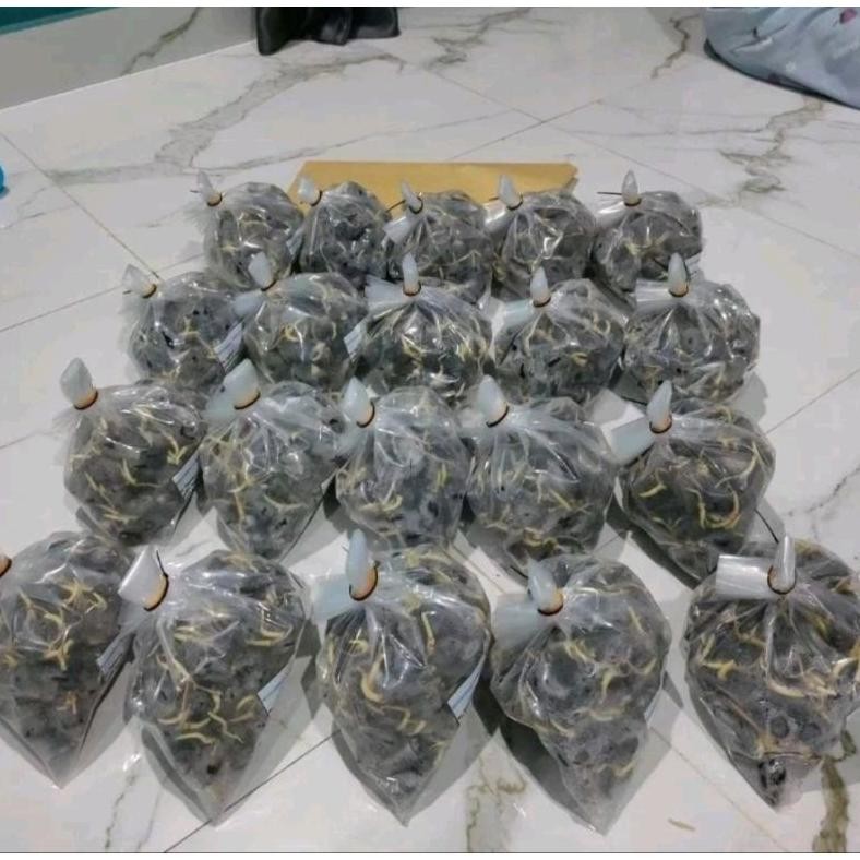 Benih Bibit polong sawit SEU SUPREME ORIGINAL SERTIFIKAT ASLI