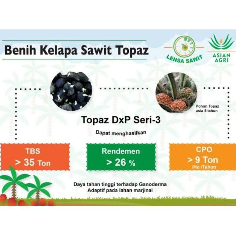 kecambah sawit medan Dxp Topaz Seri 4