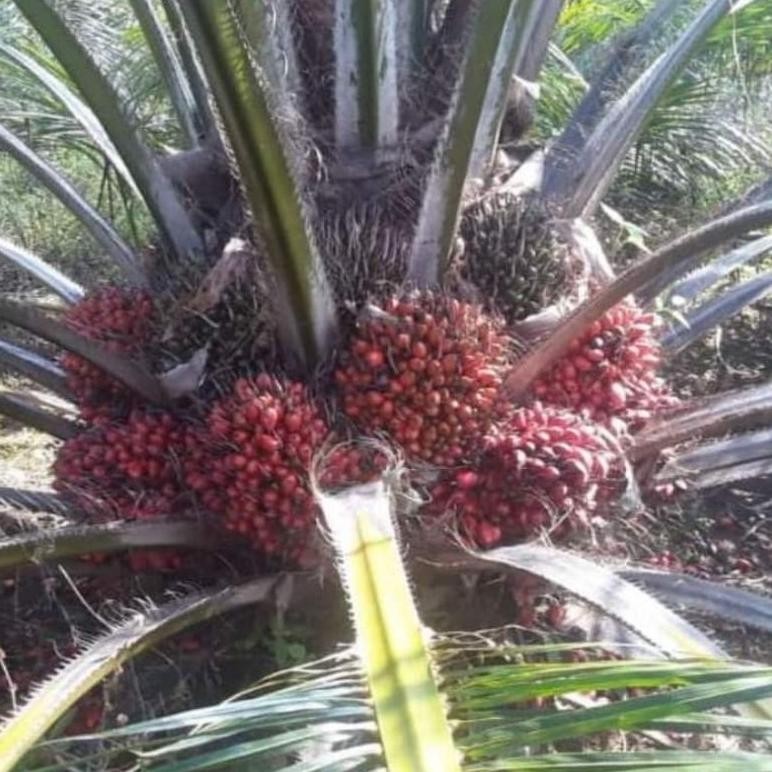 Bibit Benih kecambah sawit Unggul Ppks 540 (150 butir)