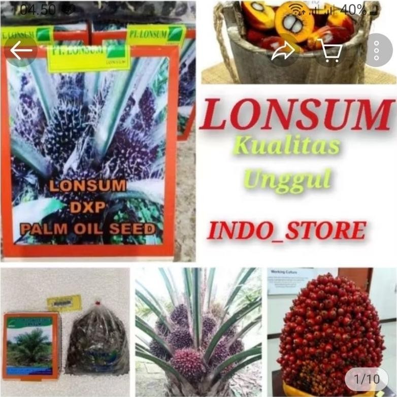Bibit unggul kecambah sawit  LONSUM