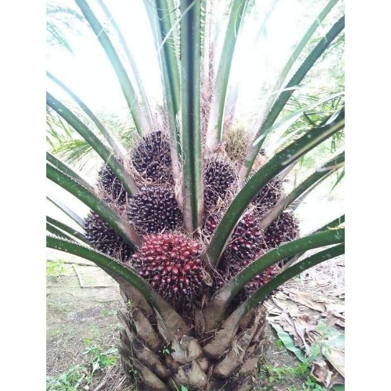 Bibit Benih Kecambah sawit PPKS YANGAMBI 150 butir