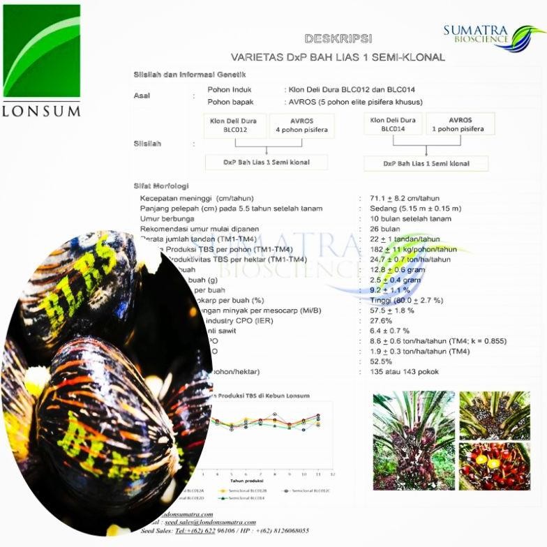 BIBIT POLONG KECAMBAH SAWIT DXP LONSUM UNGGUL ORIGINAL