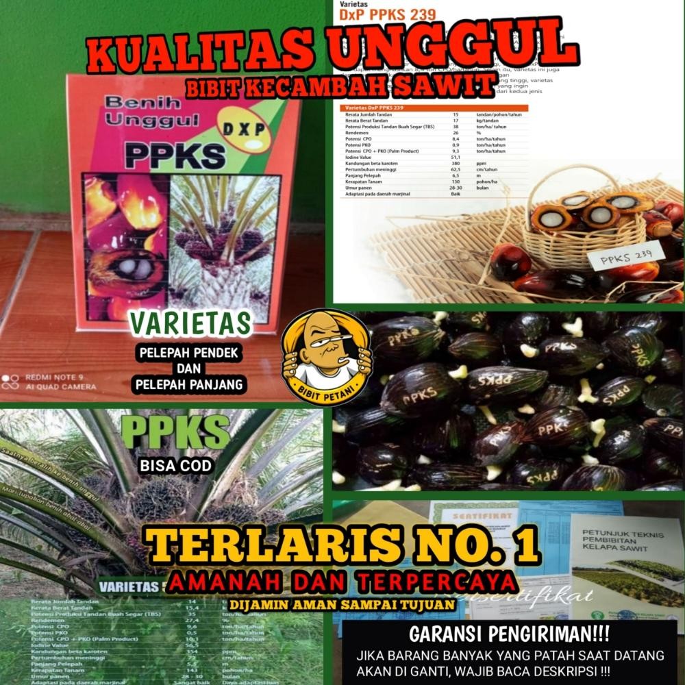 BENIH POLONG KECAMBAH BIBIT SAWIT DXP PPKS 239 UNGGUL BERSERTIFIKAT ASLI PELEPAH PANJANG DAN PENDEK 