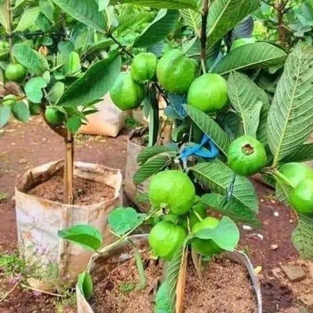 Tanaman jambu kristal cangkok buah jumbo BARANG SUPER