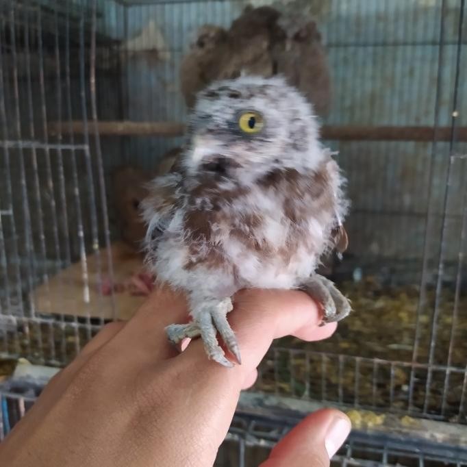 Ninox/Bho Owl/Burung Hantu Brown Hawk Owl Anakan Co