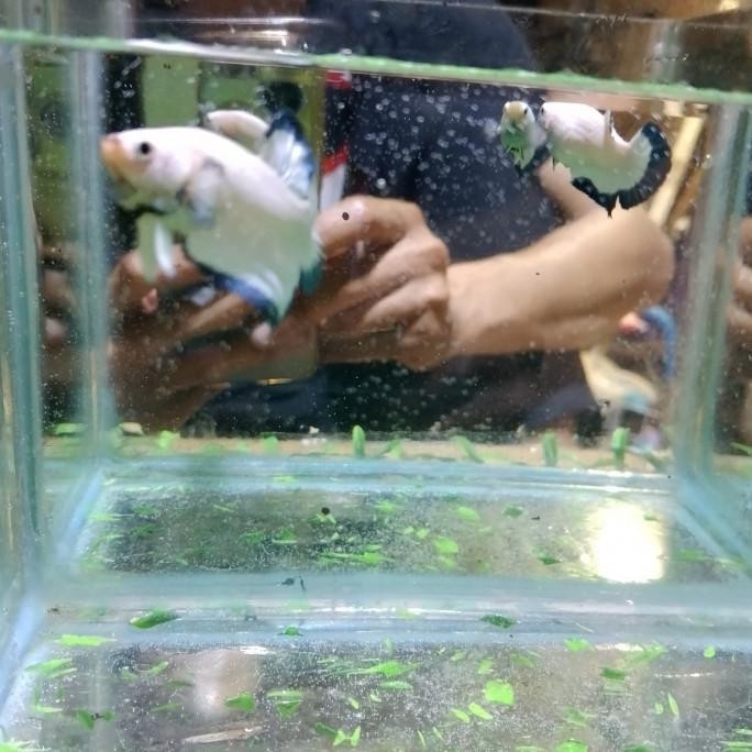 Terlaris Ikan Cupang Blue Rim Butterfly Line Thailand Top Grade Clean Body