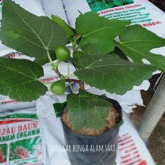 Tanaman Buah Tin Sudah Berbuah BARANG SUPER