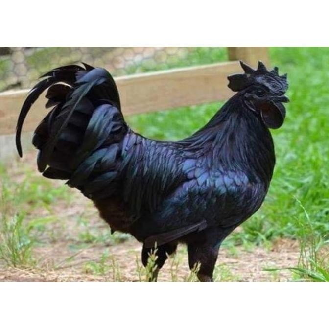 

TELUR VERTIL AYAM CEMANI SORTIR TERBAIK