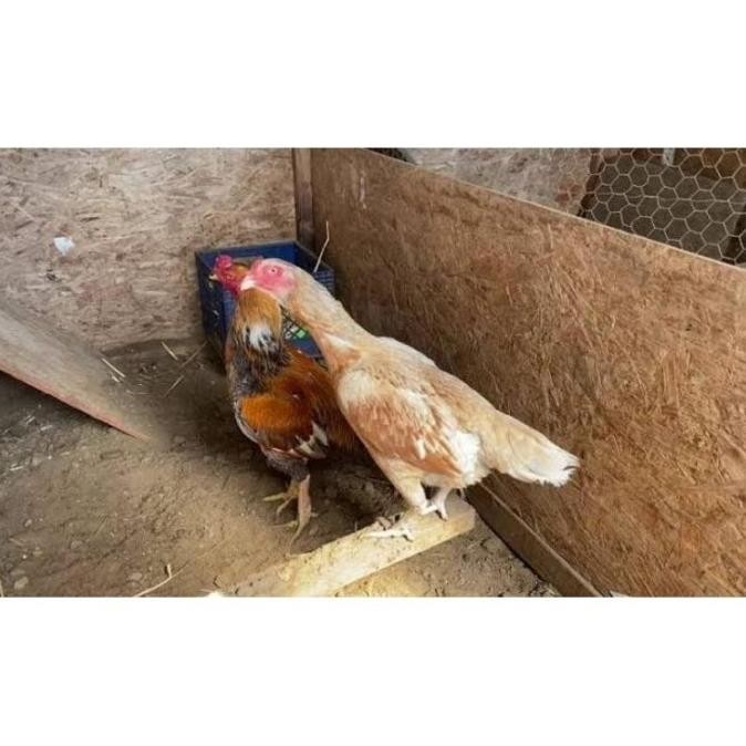 

TELUR VERTIL AYAM PLUCKER TERMURAH/TELUR AYAM PENCABUT BULU SUPER