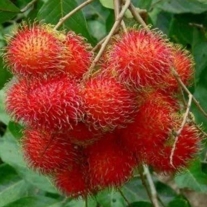 Sale Buah Rambutan Binjai 1Kg