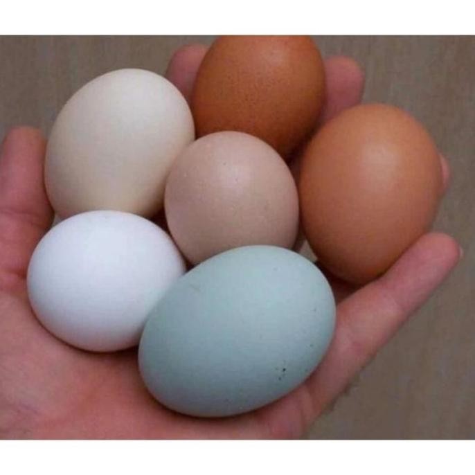 

TELUR VERTIL AYAM BIRMA MORENA LINE/TELUR UNTUK DITETASKAN