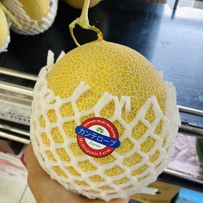 

Sale Melon Jepang Inthanon | Melon Inthanon Jumbo Manis Fresh 2 Kg