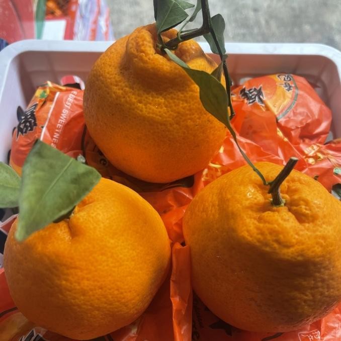 

Murah Jeruk Sumo | Jeruk Dekopon | Jeruk Spring