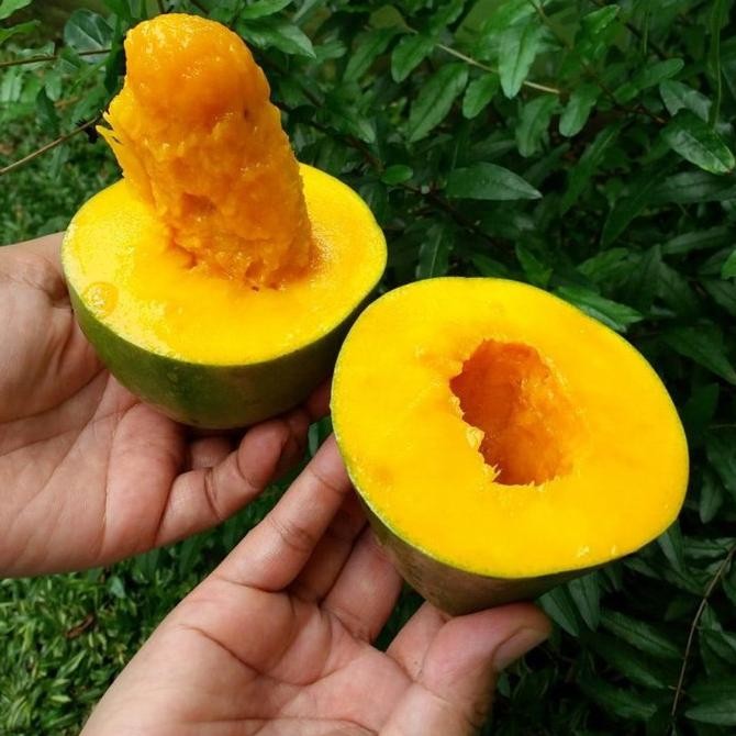 

Grosir Buah Mangga Alpukat Harum Manis Matang Pohon Avomango Klonal 5Kg/Box