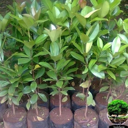 Tanaman Bibit Buah Cherry Black Pitomba ISTIMEWA