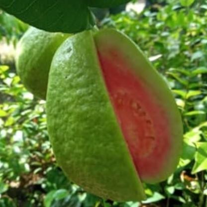 BIBIT JAMBU BIJI CHEGUA OKULASI MMMM