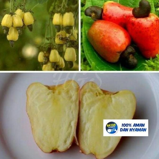 Bibit Tanaman Buah Jambu Monyet Mete Okulasi Cepat Berbuah EE20 Aww