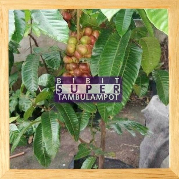 Bibit Tanaman Buah Matoa Super Okulasi Stek PREMIUM