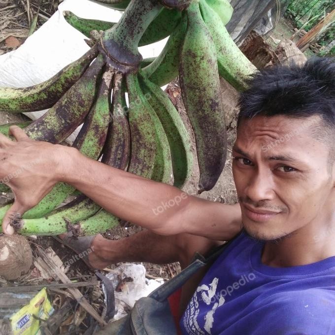 Bibit pisang tanduk byar / tanduk madu PREMIUM
