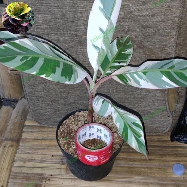 bibit pisang variegata musae PREMIUM