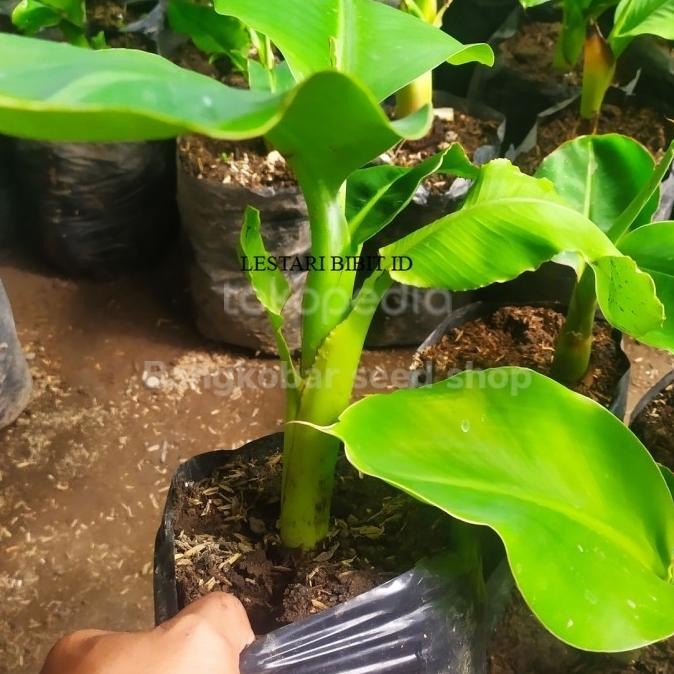 Bibit pohon pisang cavendish sunpride PREMIUM