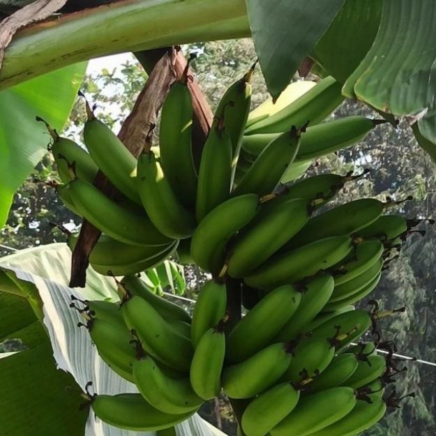 

Promo Promo Pisang Goroho,Musa Akuminafe,Sp,Pisang Dengan Segudang Manfaat