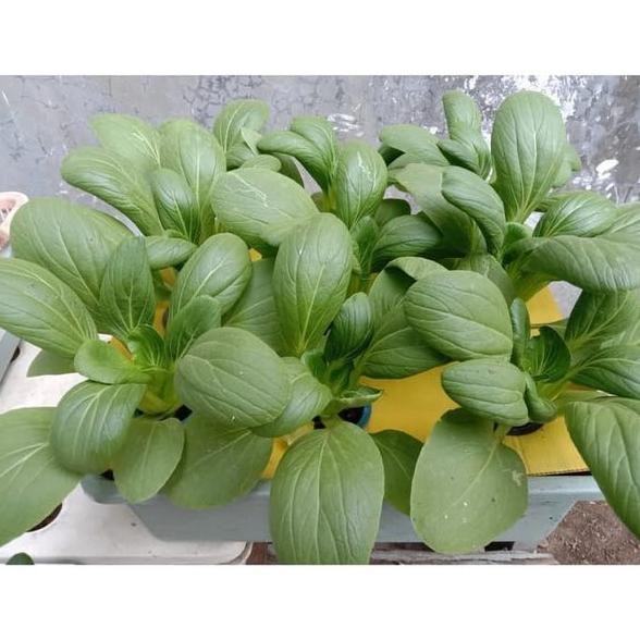 PAKET HIDROPONIK 27 LUBANG 3 BAK | SET HIDROPONIK | HIDROPONIK PEMULA | KIT HIDROPONIK | HIDROPONIK