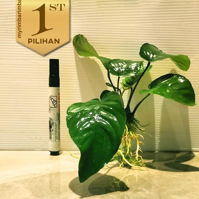 Anubias Barteri Broadleaf Tanaman Air Aquascape Hiasan Aquarium Ikan