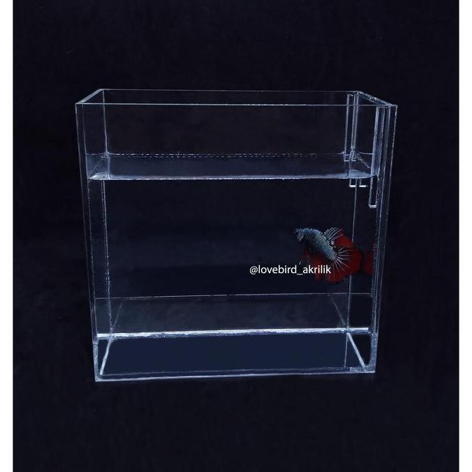 Aquarium mini akrilik, Soliter Ikan Cupang, Aquarium ikan cupang